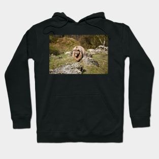 Bär / Swiss Artwork Photography Hoodie